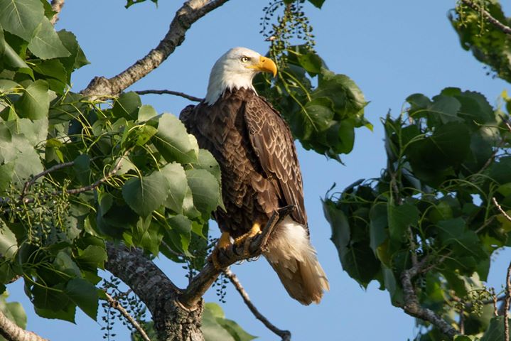 Bald Eagle at DFNC (2)