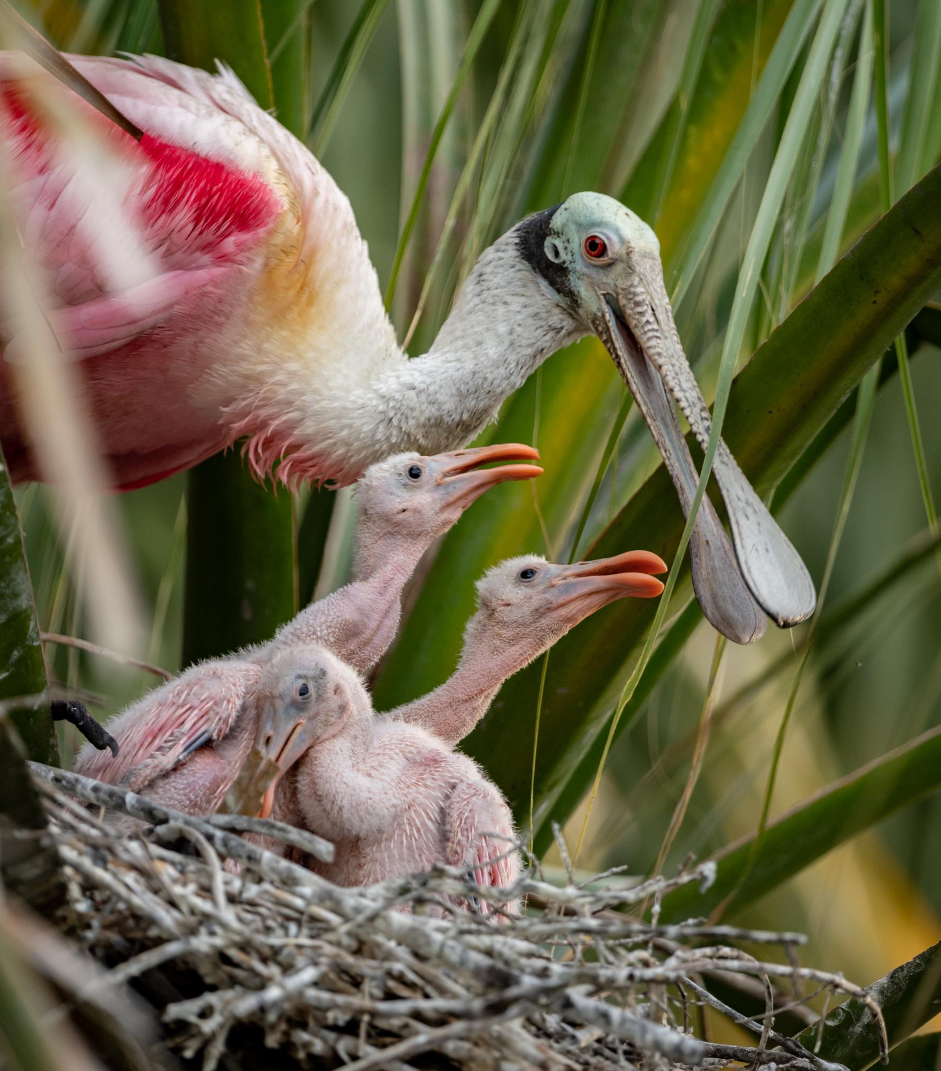 Spoonbill Nest - JHEC