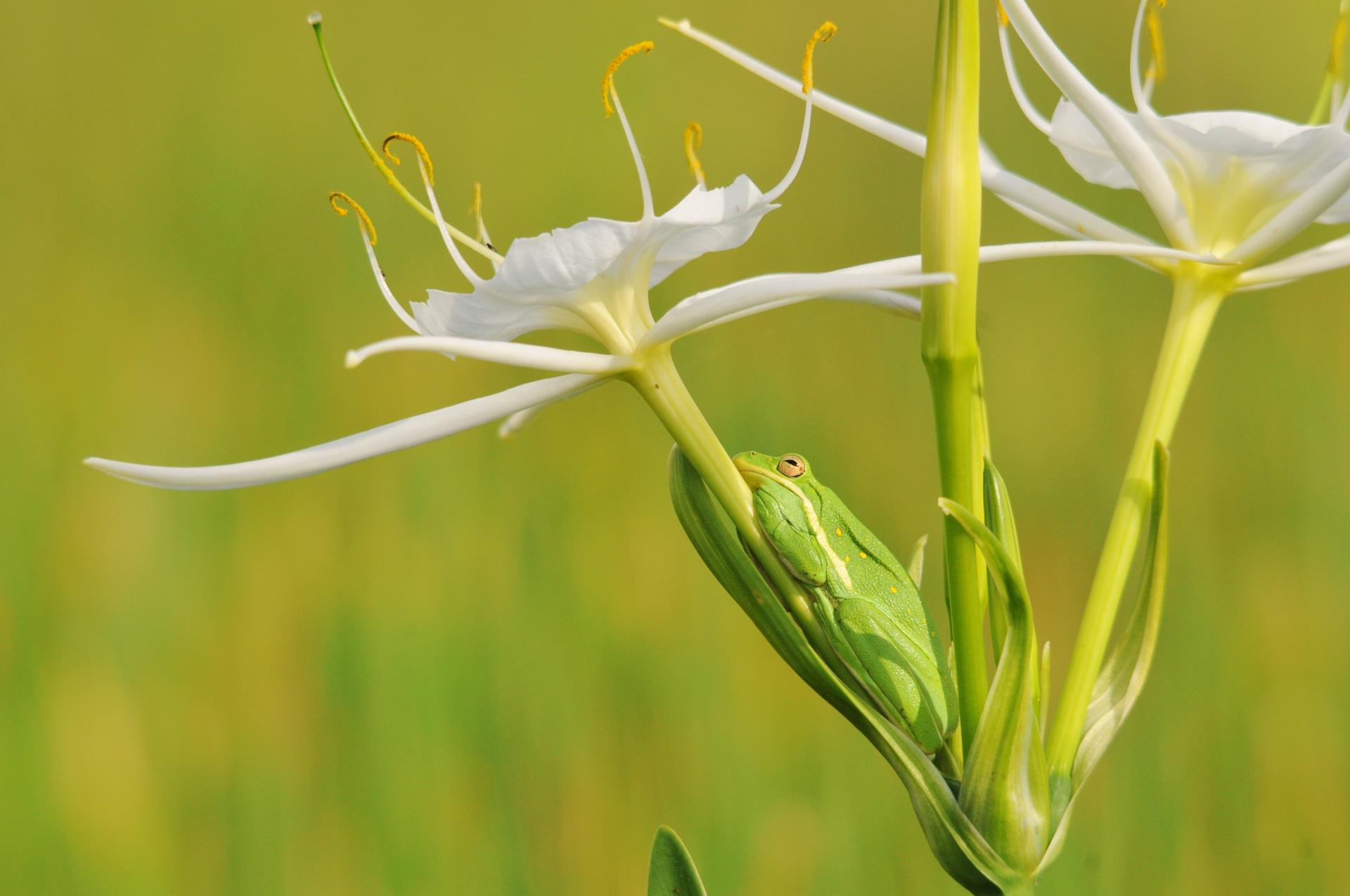 American Green-tree Frog on Spider Lily