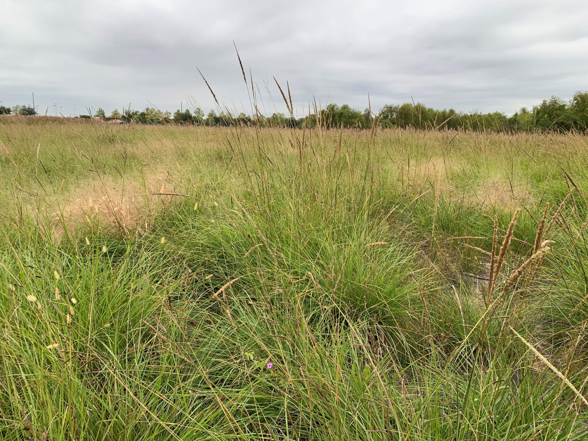 Prairie Grasses - Nature Trail