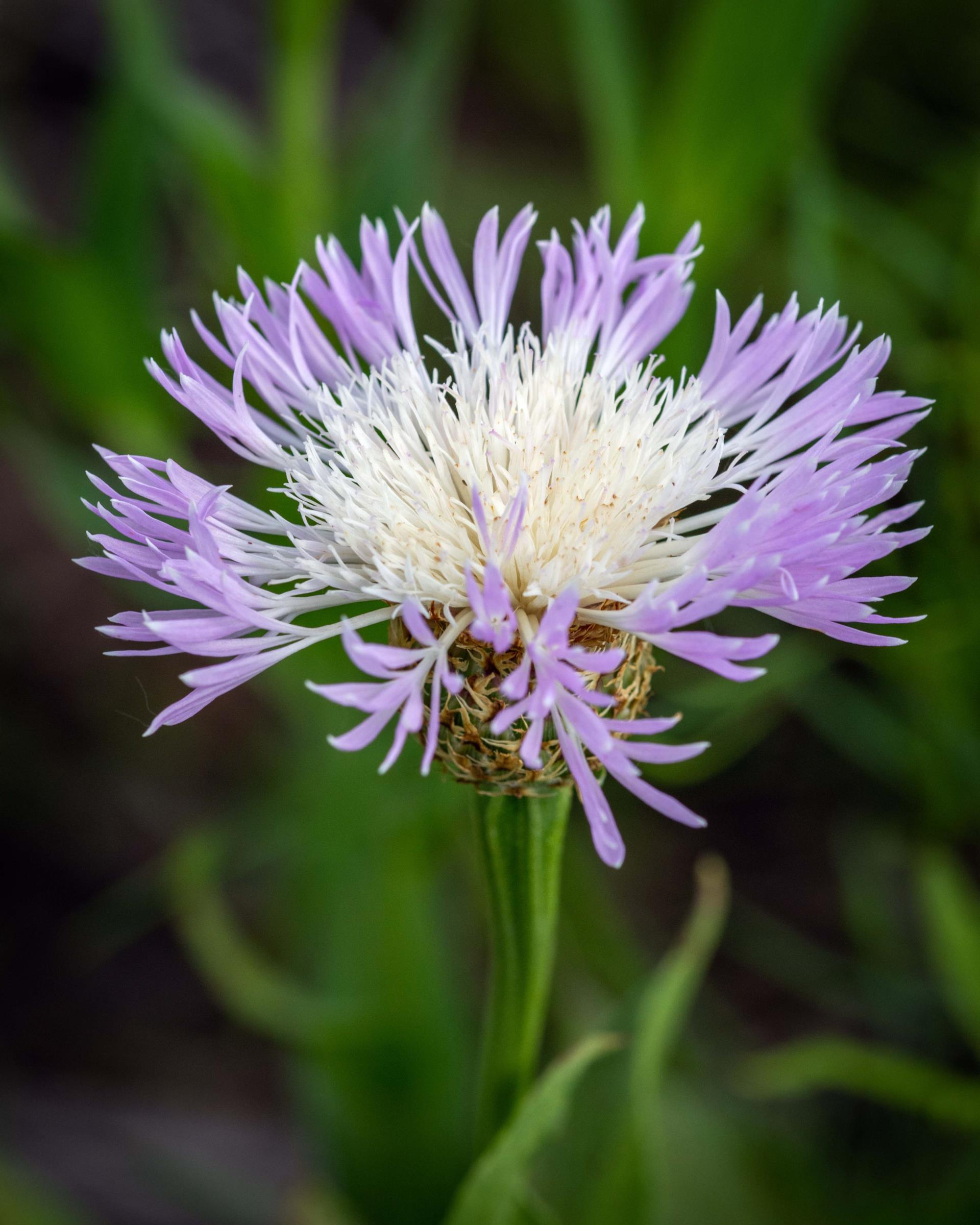 American Basketflower in the Shadow Creek Ranch Nature Park!