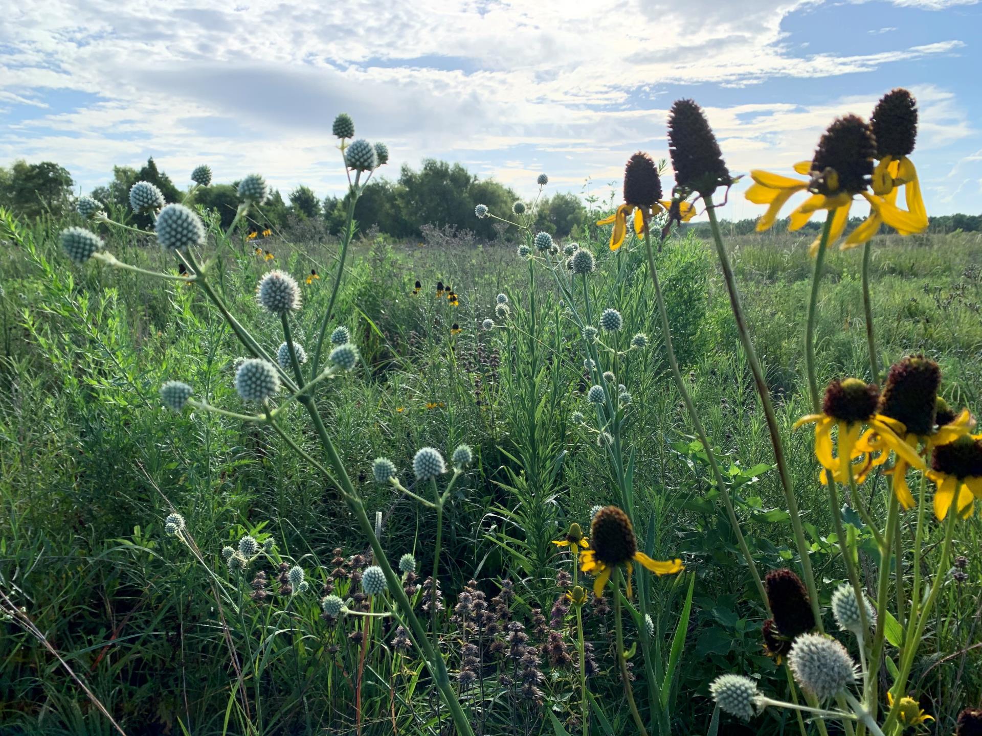 SCR NT Prairie