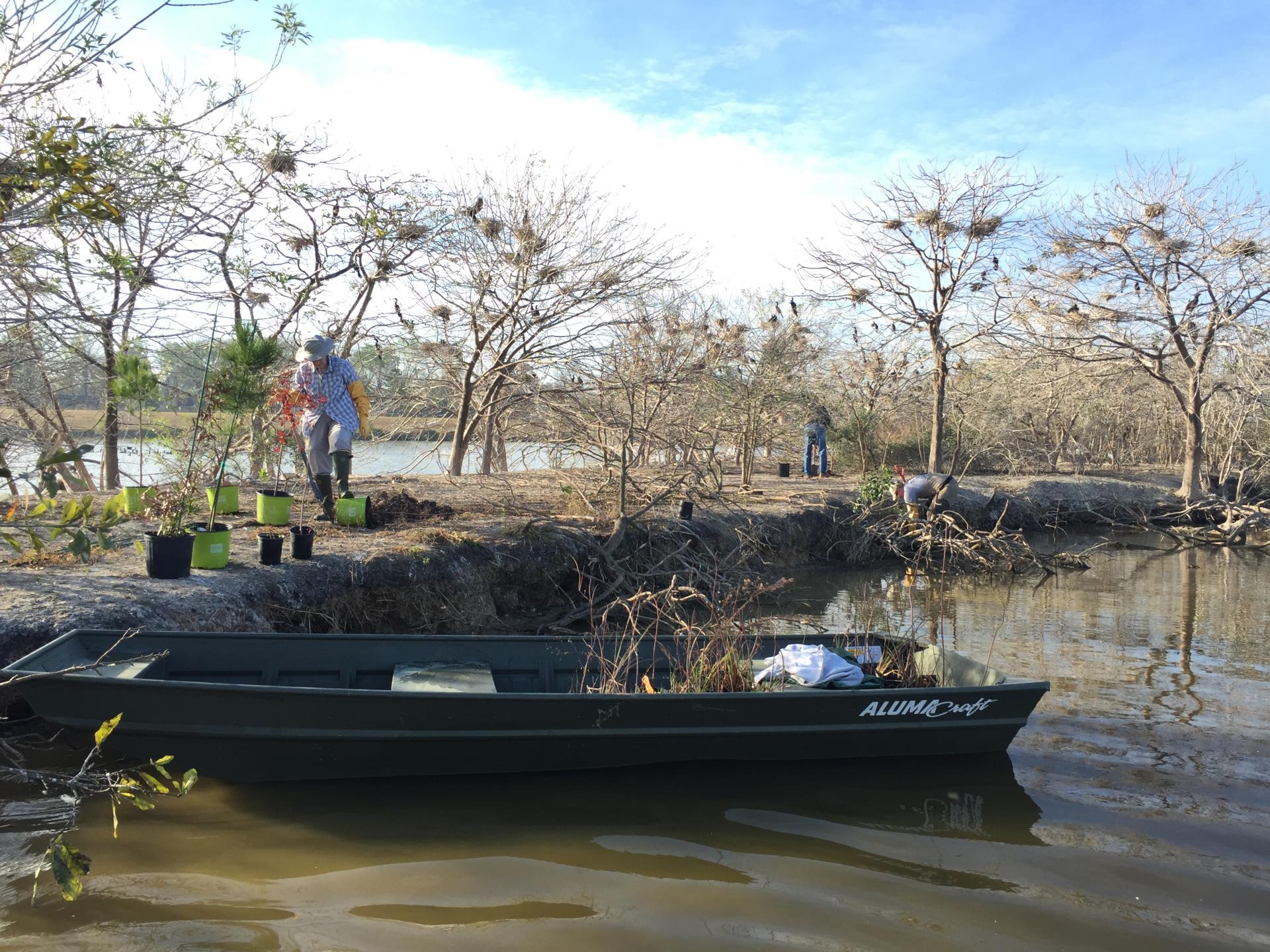 Rookery Planting Island Vols