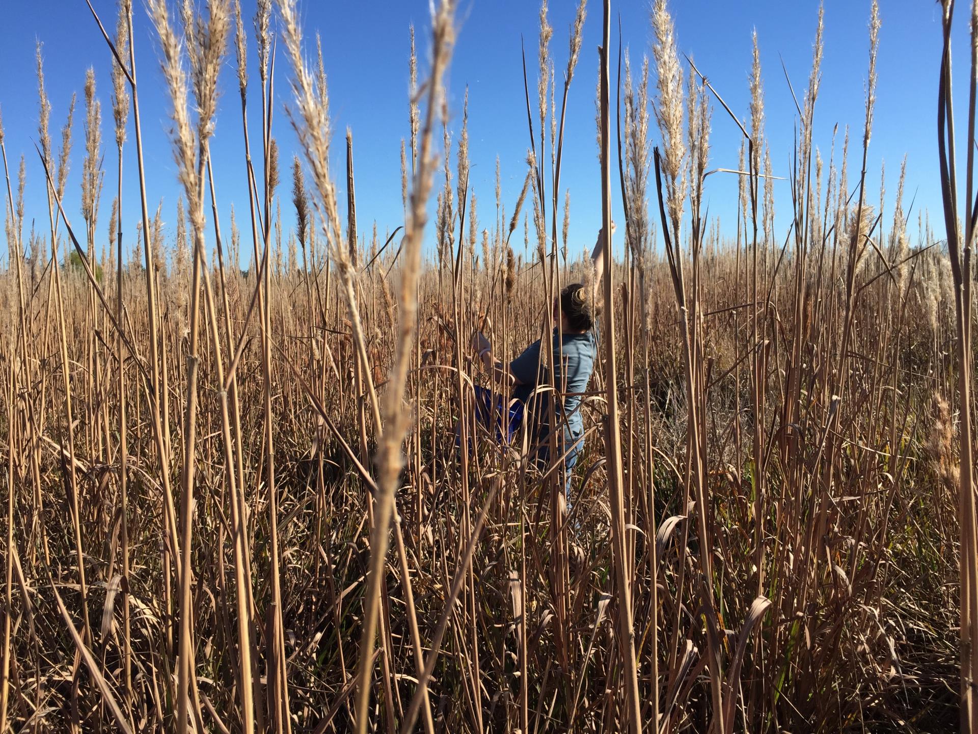 SCR NT Prairie Planting Vol